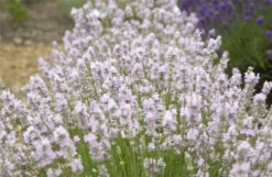 Lavendel „Coconut Ice“, Rosaweiß 7 Lavendel „Coconut Ice“, Rosaweiß -Blumen Risse Verkaufsladen 403107861393520Coconut20Ice20bush 800x800