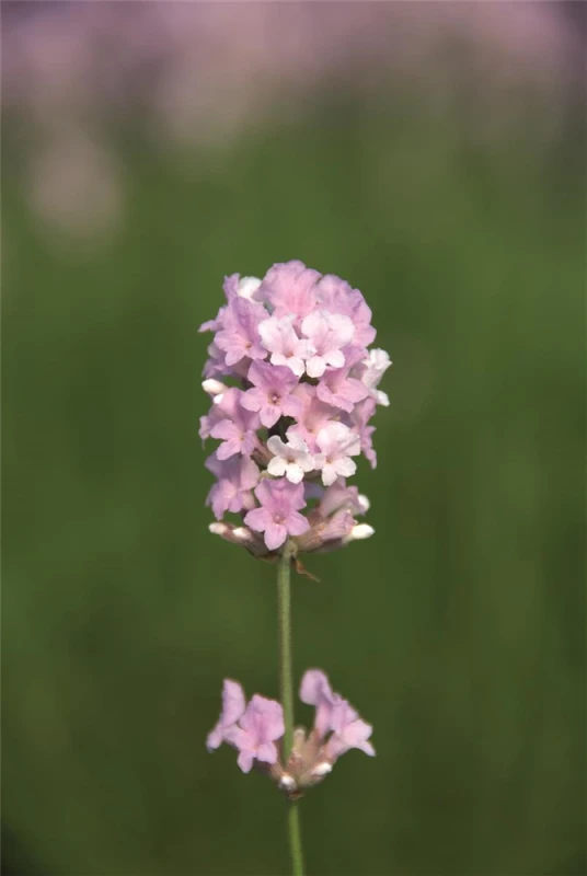 Lavendel „Coconut Ice“, Rosaweiß 3 Lavendel „Coconut Ice“, Rosaweiß