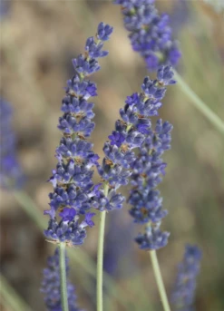 Lavendel „Silver Sands“, Blau -Blumen Risse Verkaufsladen 403107861394220ipl 24766 Silver20Sands20Flower original 800x800