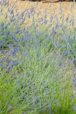 Lavendel „Silver Sands“, Blau -Blumen Risse Verkaufsladen 403107861394220ipl 24769 Silver20Sands original 800x800