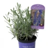Lavendel „Silver Sands“, Blau 1 Lavendel „Silver Sands“, Blau -Blumen Risse Verkaufsladen 403107861394220ipl 27244 AC20Silver20Sands20IMG 9305 original 800x800