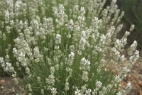 Lavendel „Nana Alba“, Weiß 8 Lavendel „Nana Alba“, Weiß – Bild 6