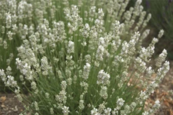 Lavendel „Nana Alba“, Weiß 10 Lavendel „Nana Alba“, Weiß -Blumen Risse Verkaufsladen 403107861395920Nana20Alba20bush 800x800