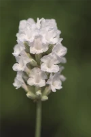 Lavendel „Nana Alba“, Weiß 7 Lavendel „Nana Alba“, Weiß – Bild 5