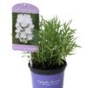 Lavendel „Nana Alba“, Weiß