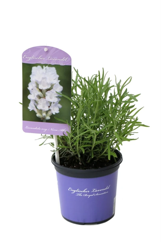 Lavendel „Nana Alba“, Weiß 3 Lavendel „Nana Alba“, Weiß