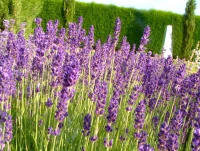 Lavendel „Royal Velvet“, Dunkelviolett 8 Lavendel „Royal Velvet“, Dunkelviolett – Bild 6