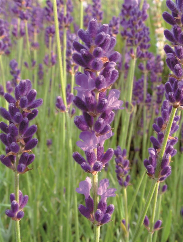 Lavendel „Royal Velvet“, Dunkelviolett 4 Lavendel „Royal Velvet“, Dunkelviolett – Bild 2