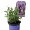 Lavendel „Royal Velvet“, Dunkelviolett 1 Lavendel „Royal Velvet“, Dunkelviolett -Blumen Risse Verkaufsladen 403107861396620ipl 27347 LA20Royal20Velvet20IMG 9290 original 800x800