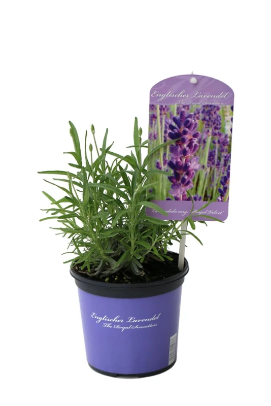 Lavendel „Royal Velvet“, Dunkelviolett 3 Lavendel „Royal Velvet“, Dunkelviolett