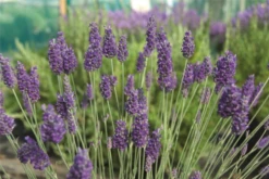 Lavendel „Sawyers“, Blau -Blumen Risse Verkaufsladen 403107861397320Sawyers20bush 800x800