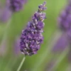 Lavendel „Sawyers“, Blau -Blumen Risse Verkaufsladen 403107861397320Sawyers20flower 800x800