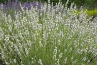 Lavendel „Heavenly Angel“®, Weiß 6 Lavendel „Heavenly Angel“®, Weiß – Bild 4