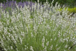 Lavendel „Heavenly Angel“®, Weiß 7 Lavendel „Heavenly Angel“®, Weiß -Blumen Risse Verkaufsladen 403107861398020Heavenly20Angel20bush20lr 800x800