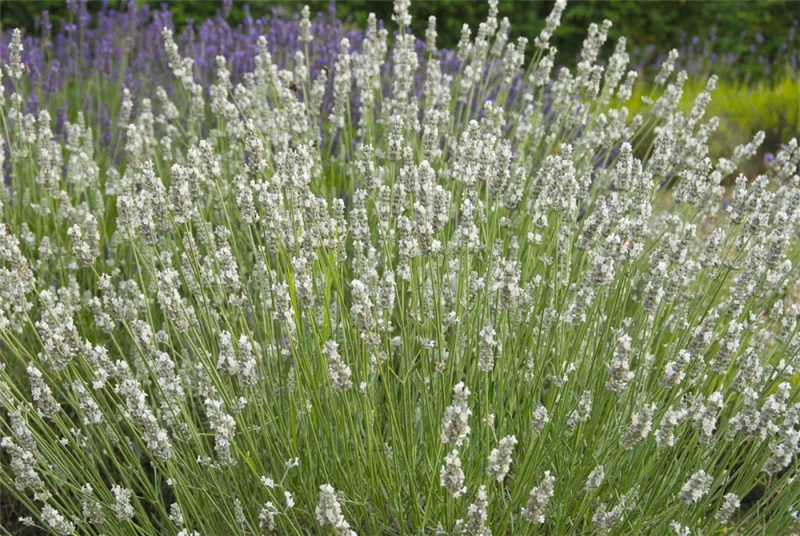Lavendel „Heavenly Angel“®, Weiß 4 Lavendel „Heavenly Angel“®, Weiß – Bild 2