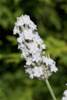 Lavendel „Heavenly Angel“®, Weiß 5 Lavendel „Heavenly Angel“®, Weiß – Bild 3