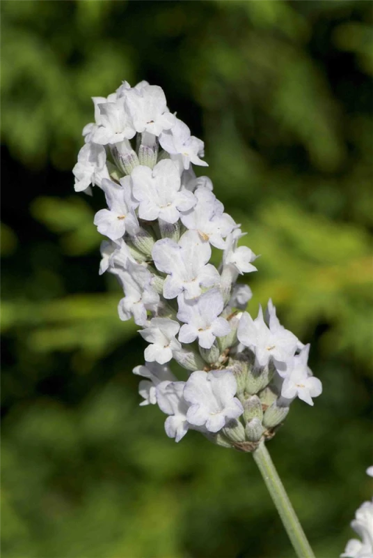 Lavendel „Heavenly Angel“®, Weiß 3 Lavendel „Heavenly Angel“®, Weiß