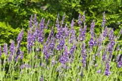 Lavendel „Heavenly Night“®, Dunkelblau -Blumen Risse Verkaufsladen 403107861399720Heavenly20Night20bush20lr 800x800