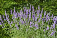 Lavendel „Heavenly Scent“®, Hellblau 6 Lavendel „Heavenly Scent“®, Hellblau – Bild 4