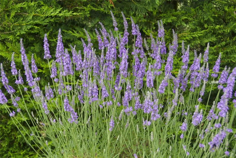 Lavendel „Heavenly Scent“®, Hellblau 4 Lavendel „Heavenly Scent“®, Hellblau – Bild 2