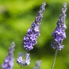 Lavendel „Heavenly Scent“®, Hellblau