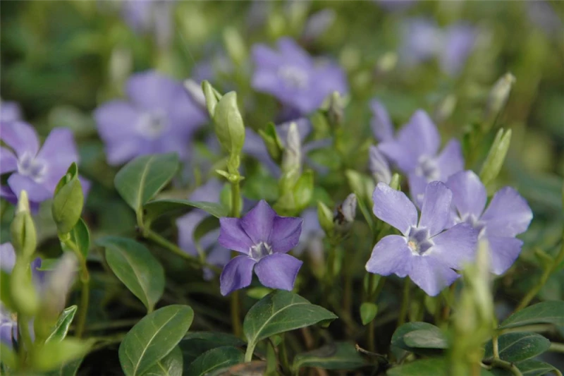 Kleinblättrtiges Immergrün „Bowles“ 3 Kleinblättrtiges Immergrün „Bowles“