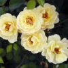Rose „Bienenweide® Gelb“ -Blumen Risse Verkaufsladen 4251628135513 Bienenweide gelb2013 800x800