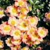 Rose „Bienenweide® Apricot“