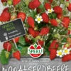 SPERLI Monatserdbeere Samen „Bowlenzauber“ 1 SPERLI Monatserdbeere Samen „Bowlenzauber“ -Blumen Risse Verkaufsladen 80695 VS 800x800