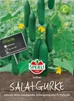 SPERLI Salatgurkensamen „Lothar F1“ 5 SPERLI Salatgurkensamen „Lothar F1“ – Bild 3