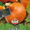 SPERLI Kürbissamen „Uchiki Kuri“