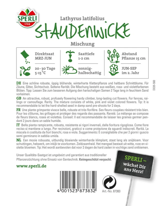 SPERLI Breitblättrige Platterbse 4 SPERLI Breitblättrige Platterbse – Bild 2