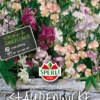 SPERLI Breitblättrige Platterbse 2 SPERLI Breitblättrige Platterbse -Blumen Risse Verkaufsladen 87383 VS 800x800