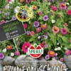 SPERLI Blumenmischung „Lüneburger Blütenträume“ 2 SPERLI Blumenmischung „Lüneburger Blütenträume“ -Blumen Risse Verkaufsladen 87828 VS 800x800