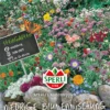 SPERLI Niedrige Sommerblumensamen 1 SPERLI Niedrige Sommerblumensamen -Blumen Risse Verkaufsladen 87920 VS 800x800