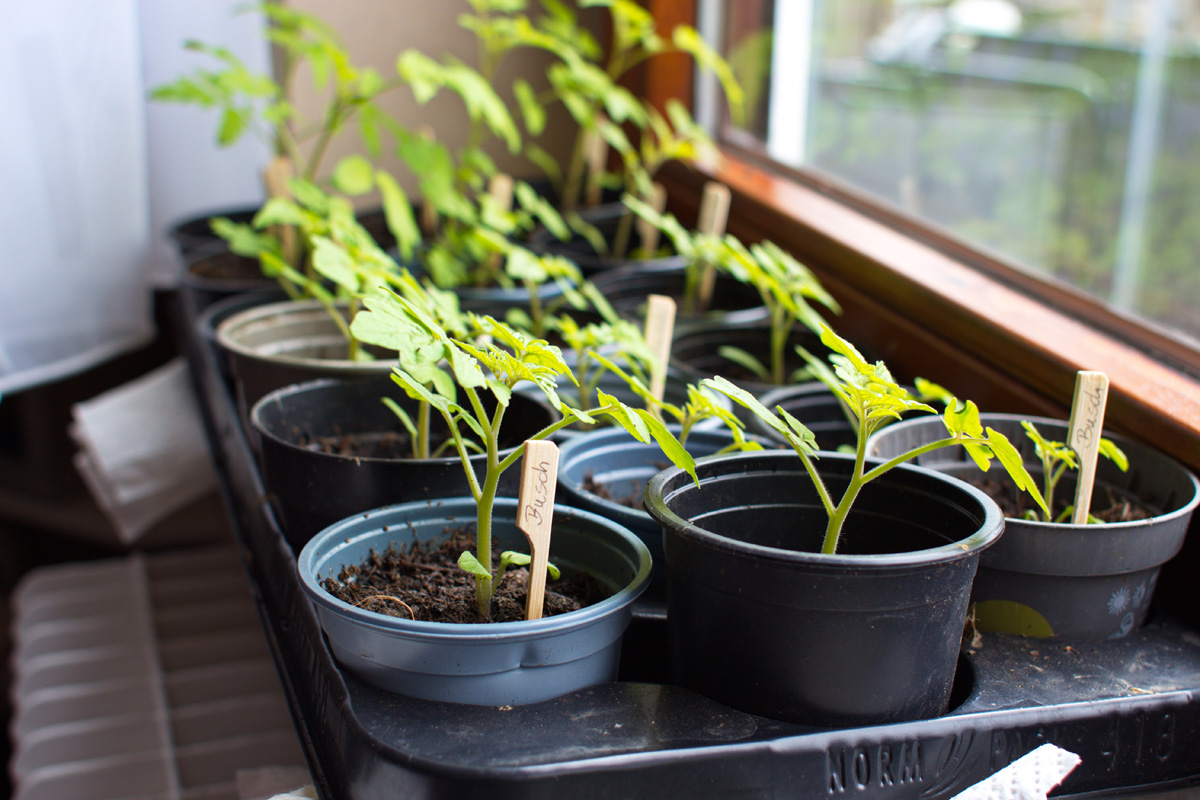 Blumen Risse Verkaufsladen -Blumen Risse Verkaufsladen Anzucht