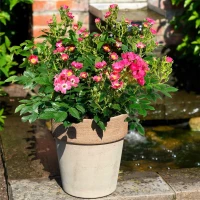 Mini-Gartenrose „Rosy Boom®“ 8 Mini-Gartenrose „Rosy Boom®“ – Bild 6