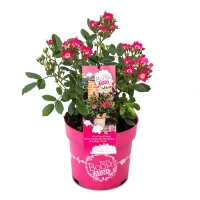 Mini-Gartenrose „Rosy Boom®“ 7 Mini-Gartenrose „Rosy Boom®“ – Bild 5