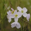 Wiesen-Schaumkraut 1 Wiesen-Schaumkraut -Blumen Risse Verkaufsladen Cardamine20pratensis 800x800