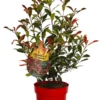 Ballhortensie „Candybelle® Marshmallow“ -Blumen Risse Verkaufsladen Devils20Dream®20als20Packshot 800x800