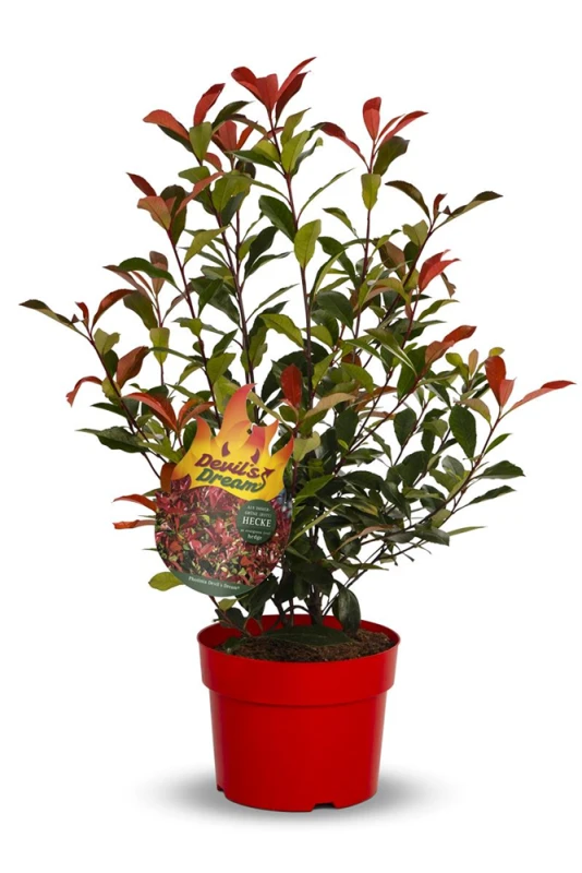 Ballhortensie „Candybelle® Marshmallow“ 3 Ballhortensie „Candybelle® Marshmallow“