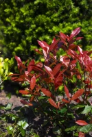 Ballhortensie „Candybelle® Marshmallow“ 7 Ballhortensie „Candybelle® Marshmallow“ – Bild 5