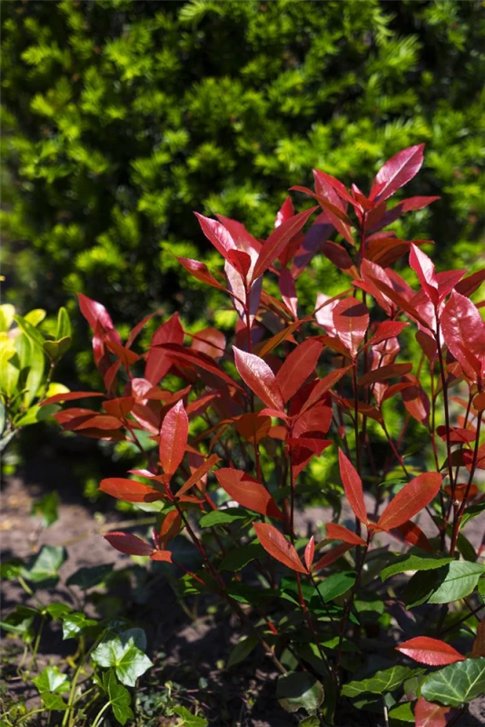 Ballhortensie „Candybelle® Marshmallow“ 4 Ballhortensie „Candybelle® Marshmallow“ – Bild 2