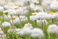 Gefülltblühende Scheinkamille „Plenum“ 13 Gefülltblühende Scheinkamille „Plenum“ – Bild 11