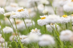 Gefülltblühende Scheinkamille „Plenum“ 21 Gefülltblühende Scheinkamille „Plenum“ -Blumen Risse Verkaufsladen GS407065 800x800