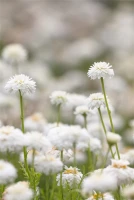 Gefülltblühende Scheinkamille „Plenum“ 15 Gefülltblühende Scheinkamille „Plenum“ – Bild 13