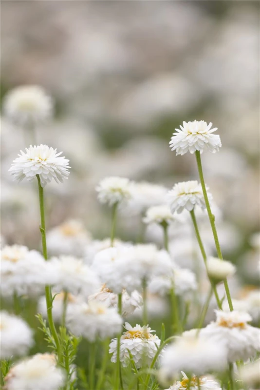 Gefülltblühende Scheinkamille „Plenum“ 6 Gefülltblühende Scheinkamille „Plenum“ – Bild 4