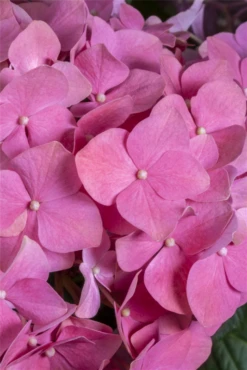 Bauernhortensie, Rot -Blumen Risse Verkaufsladen GS409499 800x800