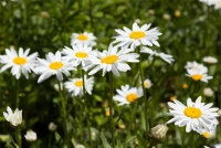 Gefülltblühende Scheinkamille „Plenum“ 12 Gefülltblühende Scheinkamille „Plenum“ – Bild 10