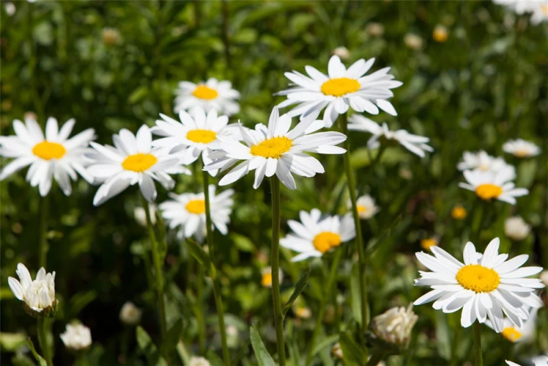 Gefülltblühende Scheinkamille „Plenum“ 3 Gefülltblühende Scheinkamille „Plenum“